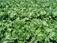 Lettuce Looseleaf Green Ice Lactuca Sativa – Vegetable Garden Seeds