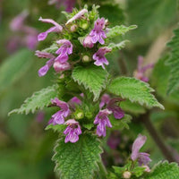 Black Horehound, Ballota nigra Seeds for Botanical Gardens