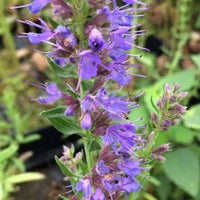 Organic Common Hyssop Hyssopus officinalis herb plant with narrow green leaves, upright stems, and blue-violet flowers in a garden