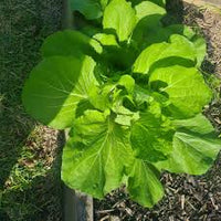 Tsoi Sim Chinese Green – Hardy Vegetable Garden Seeds for Salads and Stir Fry
