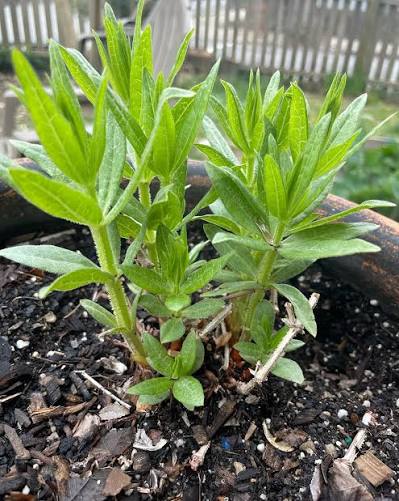Rubia tinctorum madder plant seed product for botanical gardening.