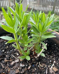 Rubia tinctorum madder plant seed product for botanical gardening.