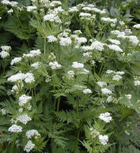 Myrrhis odorata Sweet Cicely herb seeds for culinary and botanical garden planting
