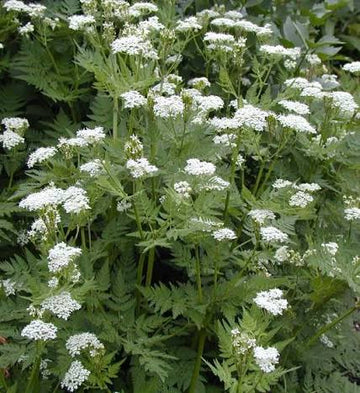Myrrhis odorata Sweet Cicely herb seeds for culinary and botanical garden planting