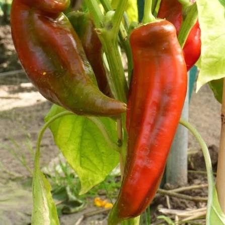 Capsicum annuum Plant Seeds – Big Jim Pepper for Home Gardening