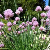 Chives Allium Schoenoprasum – Culinary Herb Vegetable Seeds