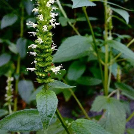 Giant Yellow Hyssop, Agastache nepetoides Seeds for Wildflower Gardens