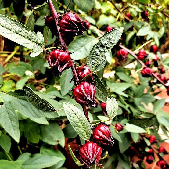 Roselle Hibiscus, Hibiscus sabdariffa Seeds for Flower Gardens