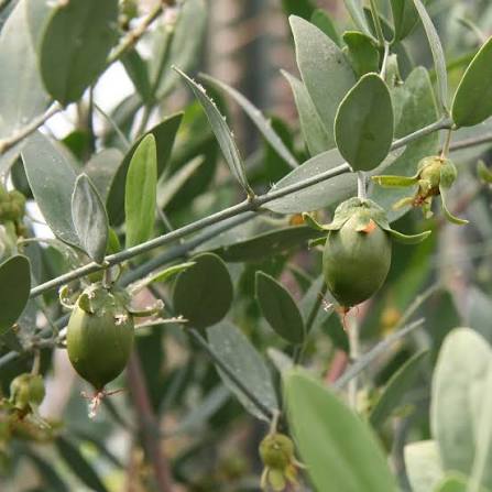 Jojoba Simmondsia chinensis evergreen desert shrub with thick leathery blue-green leaves, woody branching stems, and natural seed capsules