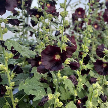 Alcea rosea var. nigra Seeds – Arabian Nights Black Hollyhock Flowers