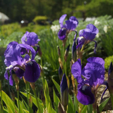 Illyrian Iris Flower Seeds – Iris illyrica for Botanical Gardens