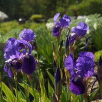 Illyrian Iris Flower Seeds – Iris illyrica for Botanical Gardens