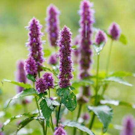 Agastache rugosa Korean Mint growing in a garden bed as an aromatic flowering perennial.