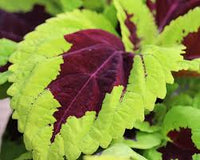 Coleus Fuseables Chocolate Symphony Solenostemon Scutellarioides – Colorful Foliage Garden Seeds