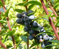 Vaccinium ovatum Seeds – Blue Evergreen Huckleberry Fruit Shrub