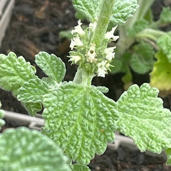 White Horehound Marrubium vulgare aromatic herb with woolly gray-green leaves, small white flower clusters, and upright branching stems