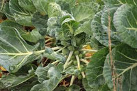 Brussels Sprout Cabbage Green Vegetable Seeds For Planting