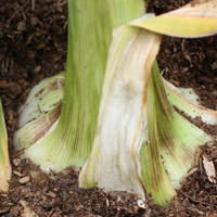 Elephant Garlic Allium Ampeloprasum – Hardy Vegetable Seeds