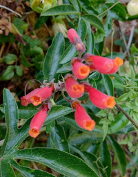 Chilean Glory Vine Eccremocarpus Scaber – Mixed Color Garden Seeds