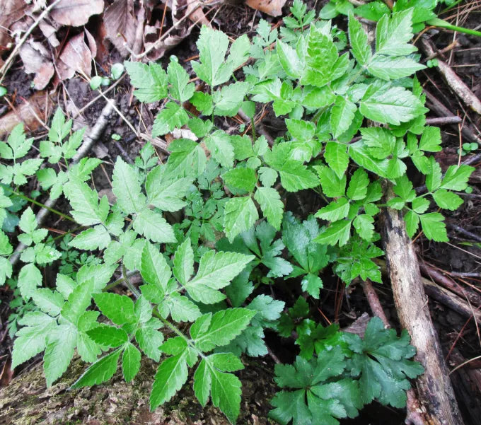 Western Sweetroot Seeds – Osmorhiza occidentalis for Native Gardens