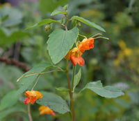 Orange Jewelweed, Impatiens capensis Seeds for Native Flower Gardens