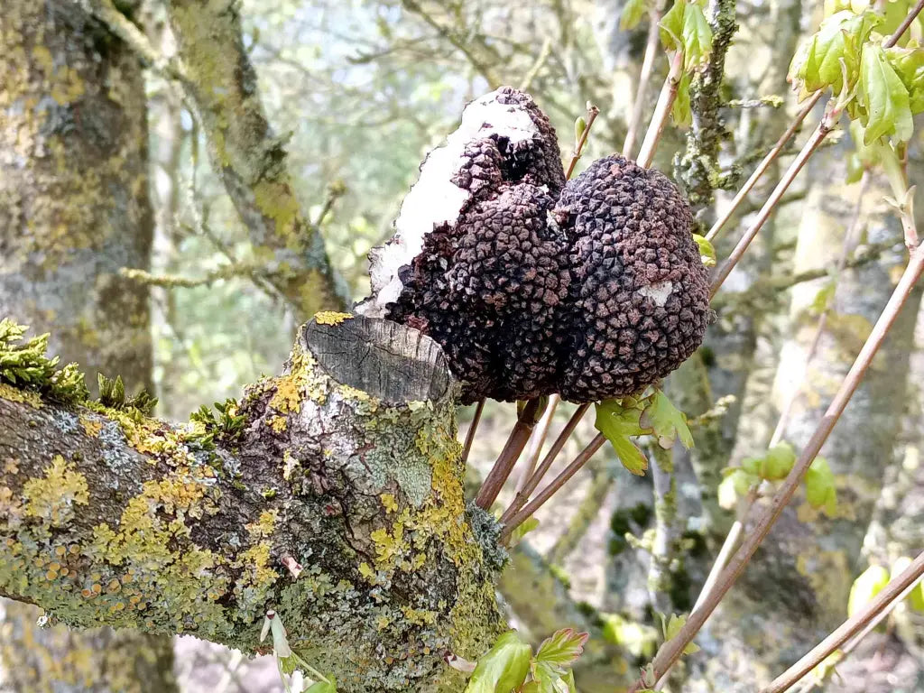 Premium Truffle Culture for Cultivation