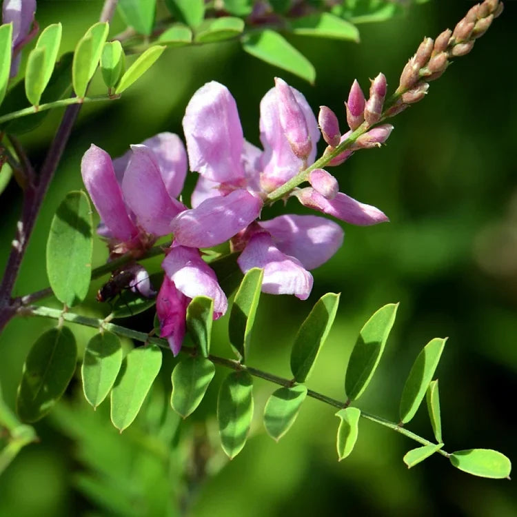 Ko-sen-bon Japanese Pink Indigo Persicaria tinctoria plant seeds.