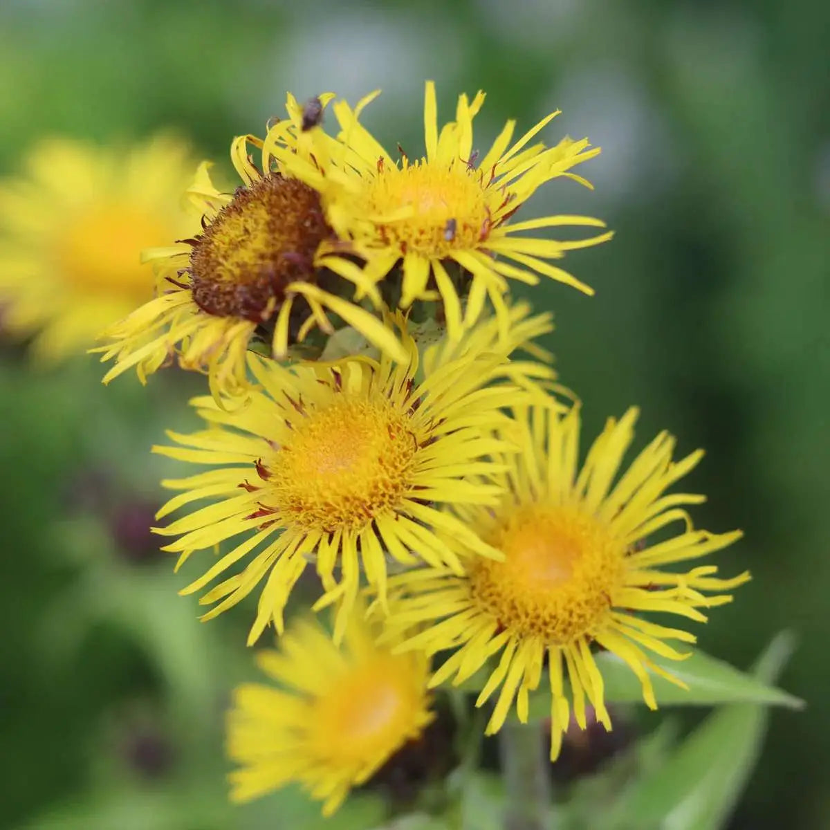 Elecampane Inula helenium perennial herb with broad green leaves and yellow flowers.
