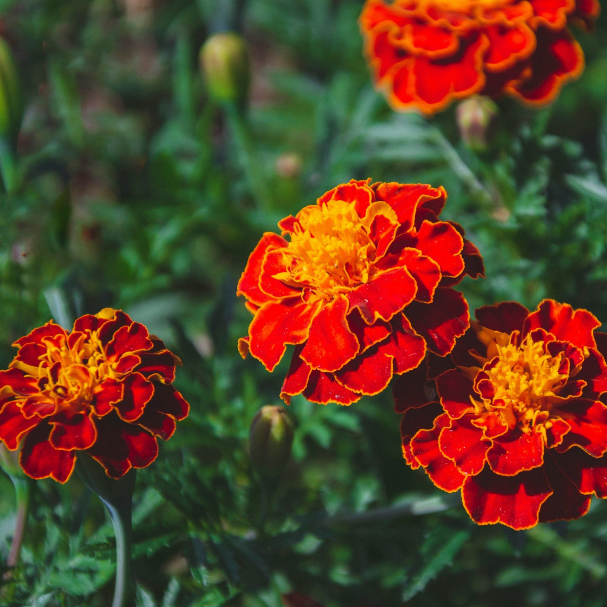 Tagetes patula French Marigold flowers with vibrant blooms and green foliage.