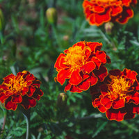 Tagetes patula French Marigold flowers with vibrant blooms and green foliage.