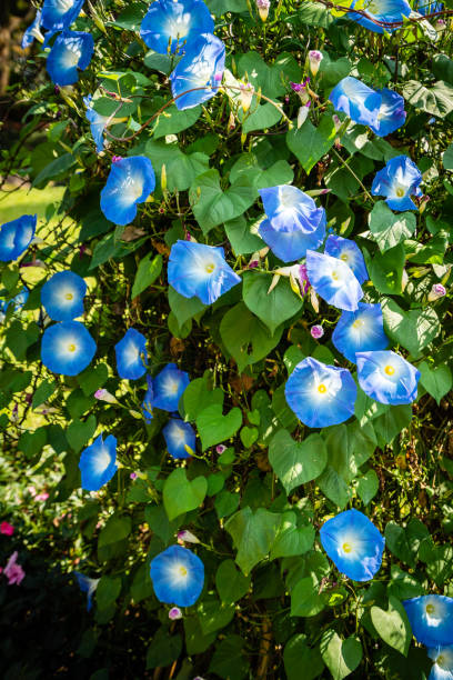 Bluedazzle Youjiro Japanese – Garden Flower Seeds