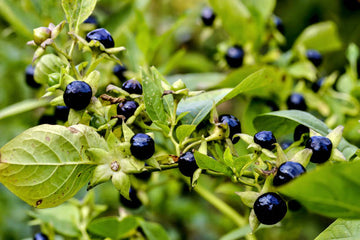Official Belladonna Atropa belladonna seeds for botanical plant collections