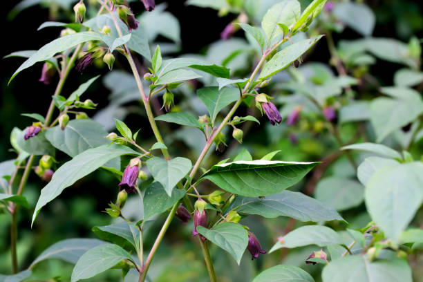 Turkmenistan Belladonna Atropa komarovii botanical seeds