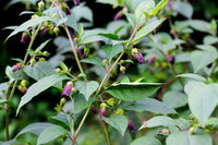 Turkmenistan Belladonna Atropa komarovii botanical seeds