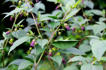 Turkmenistan Belladonna Atropa komarovii botanical seeds