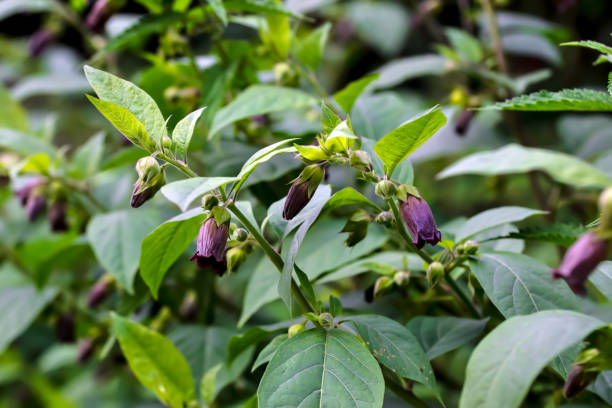 Turkmenistan Belladonna Atropa komarovii seeds for botanical collections