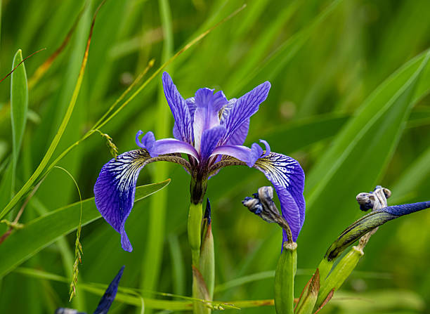 Blue Flag Iris perennial plant with blue-violet flowers and sword-shaped green foliage