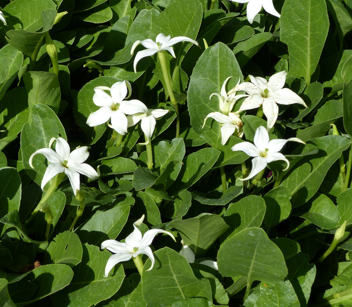 Jaborosa sativa Flowering Plant Seeds for Botanical Collections