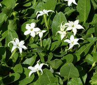 Jaborosa sativa flowering perennial plant from northwestern Argentina, belonging to the Solanaceae family