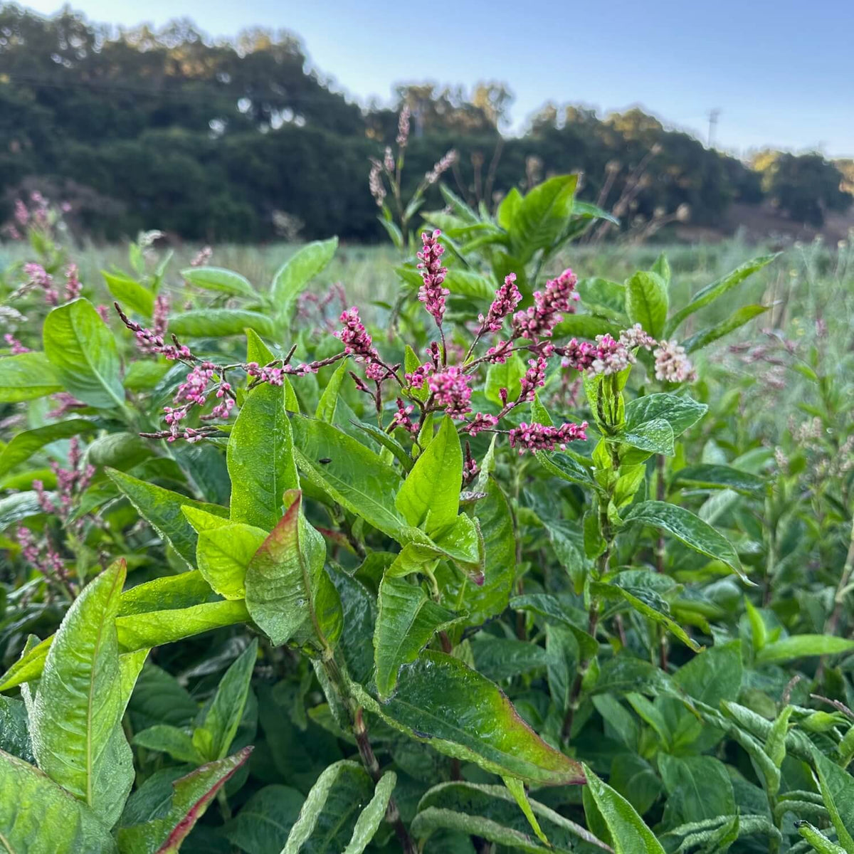 Japanese Indigo Pink-Flowered seeds for ornamental garden planting