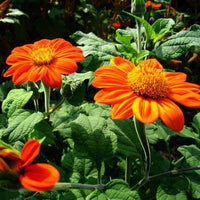 Tithonia rotundifolia Mexican Sunflower Seeds for Pollinator-Friendly Gardens and Natural Landscapes