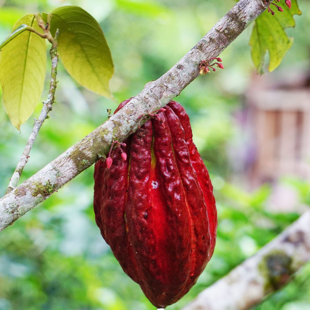 Red Cocoa Pod Variant Seeds for Growing — Tropical Cacao Pod Plant Seeds
