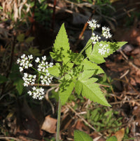 Western Sweetroot, Osmorhiza occidentalis perennial plant with divided green leaves and small clustered flowers
