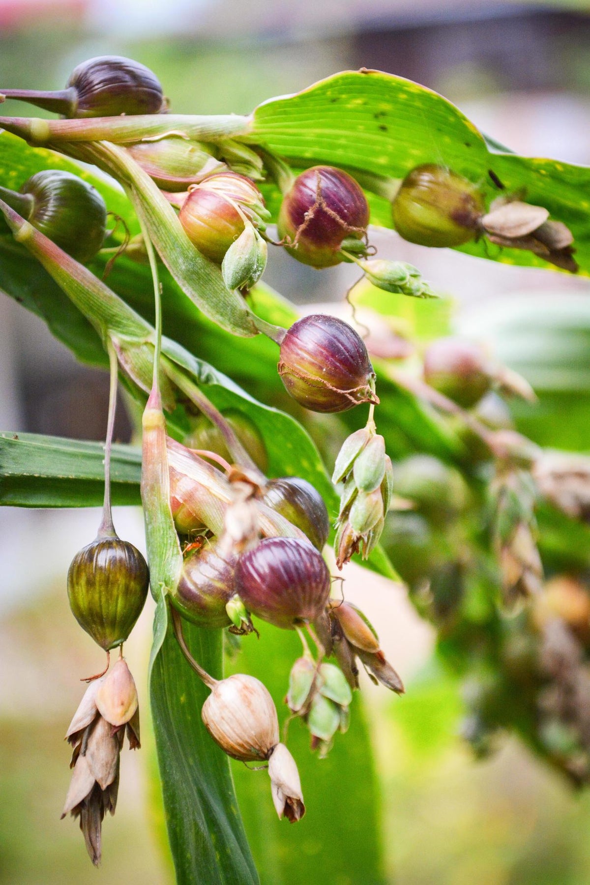 Coix lacryma-jobi Planting Seeds – Job’s Tears Ornamental Garden Plant