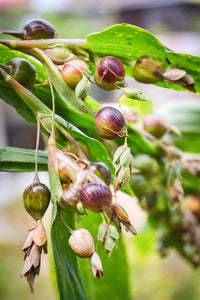 Coix lacryma-jobi Planting Seeds – Job’s Tears Ornamental Garden Plant