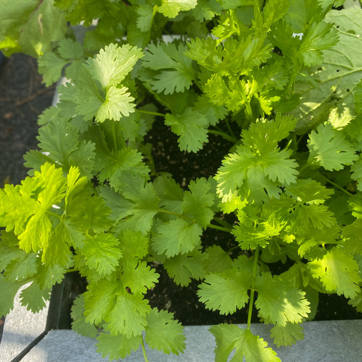 Cilantro coriander Coriandrum sativum herb seeds for home garden planting