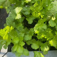 Cilantro coriander Coriandrum sativum herb seeds for home garden planting