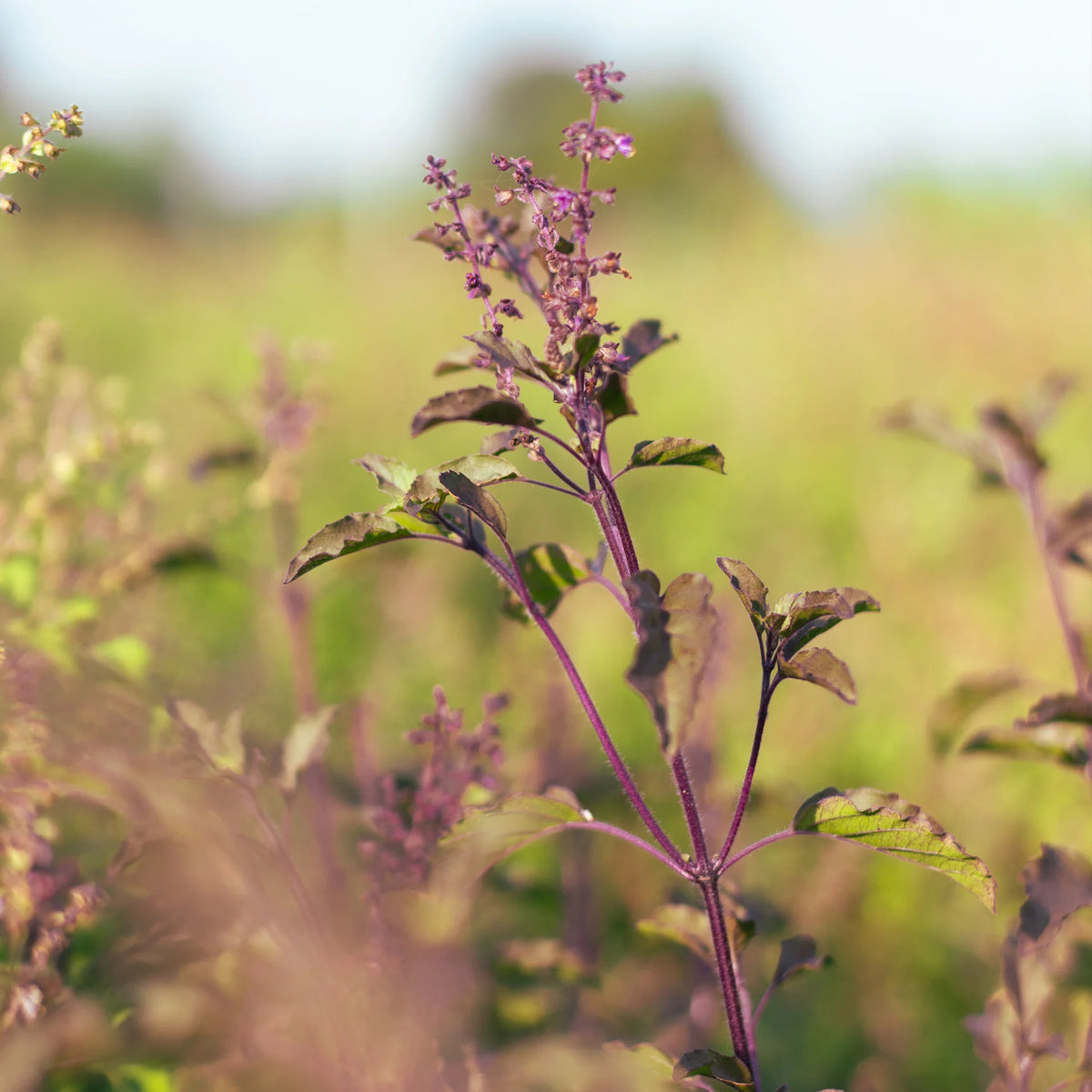 Ocimum tenuiflorum Temperate Tulsi Holy Basil Aromatic Herb Planting Seeds for Home Gardens