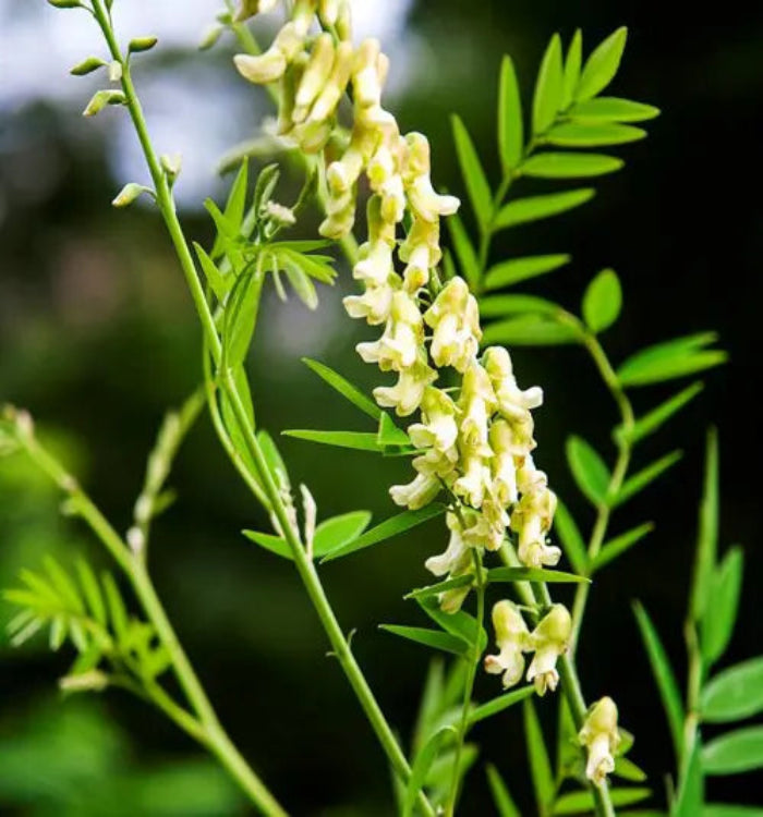 Sophora flavescens Ku Shen seeds for growing a perennial botanical plant
