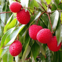 Lychee Fruit Seed Litchi Chinensis – Easy Grow Fruit Tree Seeds